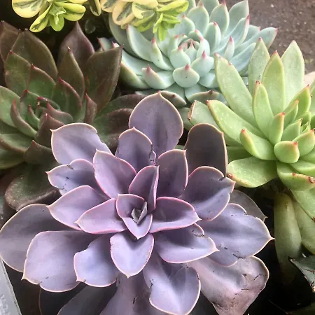 Lizart Garden * Рим
